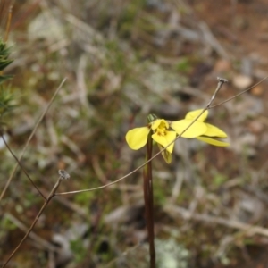 Diuris chryseopsis at Carwoola, NSW - suppressed