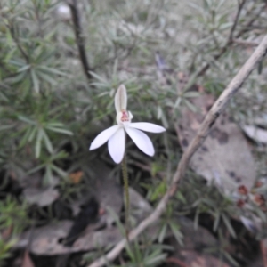 Caladenia fuscata at Carwoola, NSW - 27 Sep 2022