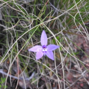 Glossodia major at Carwoola, NSW - 27 Sep 2022