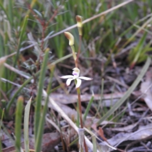 Caladenia ustulata at Carwoola, NSW - 27 Sep 2022