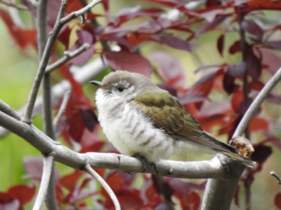 Chrysococcyx lucidus (Shining Bronze-Cuckoo) at Trevallyn, TAS - 25 Jan 2020 by Liam.m