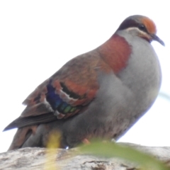 Phaps elegans (Brush Bronzewing) at Kingston, TAS - 27 Jan 2020 by Liam.m