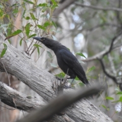 Strepera fuliginosa (Black Currawong) at Ridgeway, TAS - 1 Feb 2020 by Liam.m