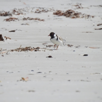 Charadrius rubricollis (Hooded Plover) at Adventure Bay, TAS by Liam.m