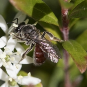 Lasioglossum (Parasphecodes) sp. (genus & subgenus) at Higgins, ACT - 20 Sep 2022 02:13 PM