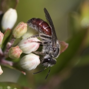 Lasioglossum (Parasphecodes) sp. (genus & subgenus) at Higgins, ACT - 20 Sep 2022 02:13 PM