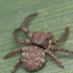 Cymbacha ocellata (Crab spider) at Murrumbateman, NSW - 25 Sep 2022 by amiessmacro