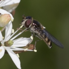 Melangyna sp. (genus) (Hover Fly) at Higgins, ACT - 20 Sep 2022 by AlisonMilton