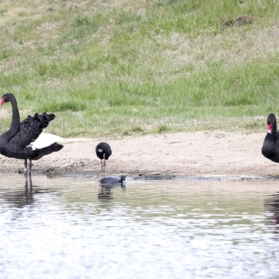 Cygnus atratus (Black Swan) at Greenway, ACT - 7 Sep 2022 by AlisonMilton