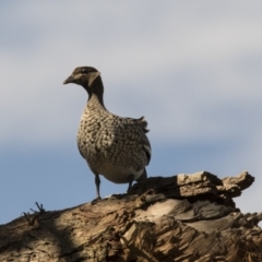 Chenonetta jubata (Australian Wood Duck) at The Pinnacle - 17 Sep 2022 by AlisonMilton