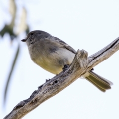 Pachycephala pectoralis at Hawker, ACT - 18 Sep 2022 10:01 AM