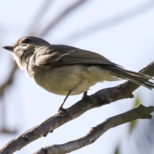 Pachycephala pectoralis at Hawker, ACT - 18 Sep 2022