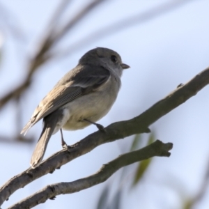 Pachycephala pectoralis at Hawker, ACT - 18 Sep 2022