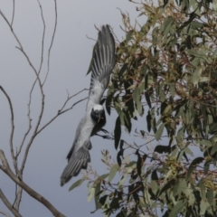 Coracina novaehollandiae (Black-faced Cuckooshrike) at Hawker, ACT - 18 Sep 2022 by AlisonMilton