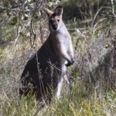 Notamacropus rufogriseus (Red-necked Wallaby) at Hawker, ACT - 18 Sep 2022 by AlisonMilton