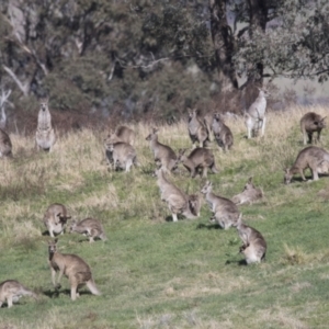 Macropus giganteus at Hawker, ACT - 18 Sep 2022