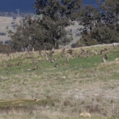 Macropus giganteus at Hawker, ACT - 18 Sep 2022