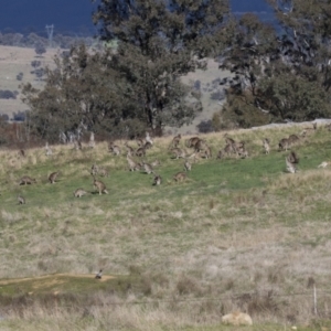 Macropus giganteus at Hawker, ACT - 18 Sep 2022