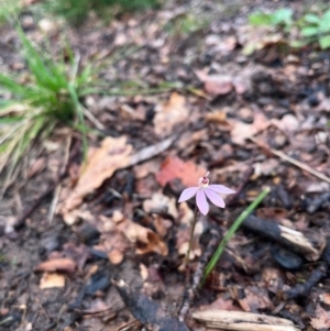 Caladenia carnea at Lyneham, ACT - suppressed