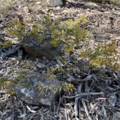 Acacia buxifolia subsp. buxifolia at Numeralla, NSW - 25 Sep 2022