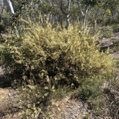 Acacia genistifolia (Early Wattle) at Kybeyan State Conservation Area - 25 Sep 2022 by Steve_Bok