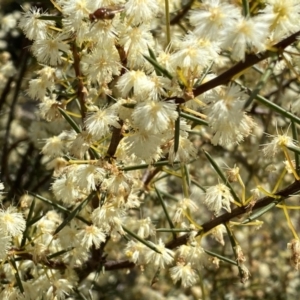 Acacia genistifolia at Numeralla, NSW - 25 Sep 2022