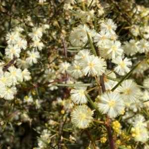 Acacia genistifolia at Numeralla, NSW - 25 Sep 2022