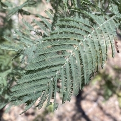 Acacia dealbata (Silver Wattle) at Kybeyan State Conservation Area - 25 Sep 2022 by SteveBorkowskis