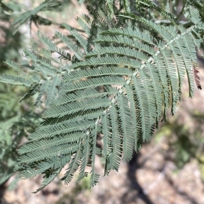 Acacia dealbata (Silver Wattle) at Kybeyan State Conservation Area - 25 Sep 2022 by SteveBorkowskis