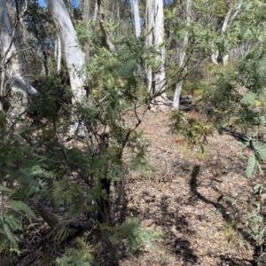 Acacia dealbata subsp. dealbata at Numeralla, NSW - 25 Sep 2022