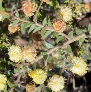 Acacia gunnii at Numeralla, NSW - 25 Sep 2022