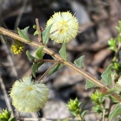 Acacia gunnii at Numeralla, NSW - 25 Sep 2022