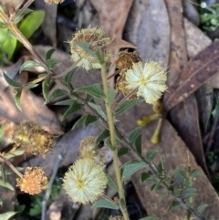 Acacia gunnii at Numeralla, NSW - 25 Sep 2022