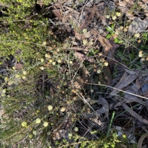 Acacia gunnii at Numeralla, NSW - 25 Sep 2022