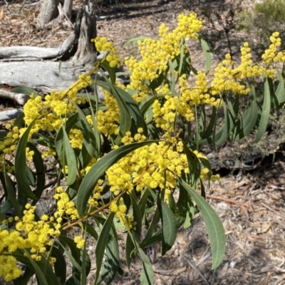 Acacia rubida (Red-stemmed Wattle, Red-leaved Wattle) at Kybeyan State Conservation Area - 25 Sep 2022 by SteveBorkowskis