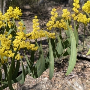 Acacia rubida at Numeralla, NSW - 25 Sep 2022 10:51 AM