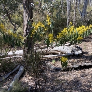 Acacia rubida at Numeralla, NSW - 25 Sep 2022 10:51 AM