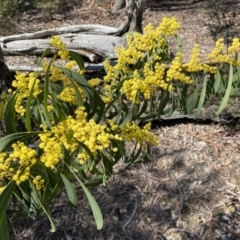 Acacia rubida at Numeralla, NSW - 25 Sep 2022 10:51 AM