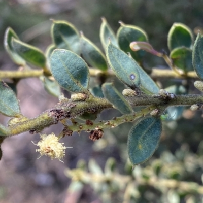 Acacia aureocrinita (A Wattle) at Numeralla, NSW - 25 Sep 2022 by Steve_Bok