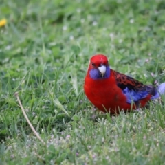 Platycercus elegans (Crimson Rosella) at Holt, ACT - 16 Oct 2021 by JimL