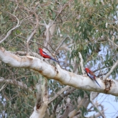 Platycercus elegans (Crimson Rosella) at Molonglo River Reserve - 3 Oct 2021 by JimL