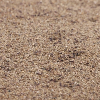 Formicidae (family) (Unidentified ant) at Molonglo Valley, ACT - 3 Oct 2021 by JimL