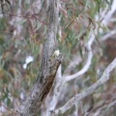 Acanthiza reguloides (Buff-rumped Thornbill) at Molonglo River Reserve - 3 Oct 2021 by JimL