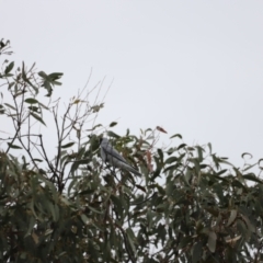 Coracina novaehollandiae (Black-faced Cuckooshrike) at Molonglo Valley, ACT - 3 Oct 2021 by JimL