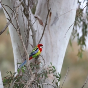 Platycercus eximius at Molonglo Valley, ACT - 3 Oct 2021