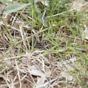 Tasmanicosa sp. (genus) at Molonglo Valley, ACT - 3 Oct 2021