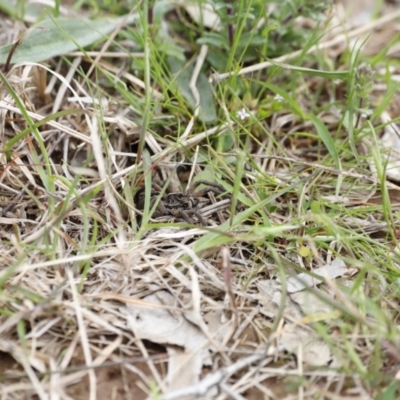 Tasmanicosa sp. (genus) (Unidentified Tasmanicosa wolf spider) at Molonglo Valley, ACT - 3 Oct 2021 by JimL