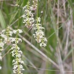 Stackhousia monogyna (Creamy Candles) at Molonglo Valley, ACT - 3 Oct 2021 by JimL