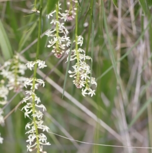 Stackhousia monogyna at Molonglo Valley, ACT - 3 Oct 2021