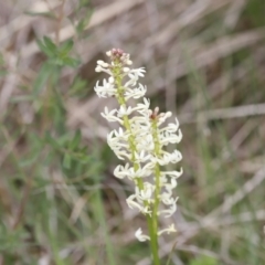 Stackhousia monogyna at Molonglo Valley, ACT - 3 Oct 2021 03:41 PM